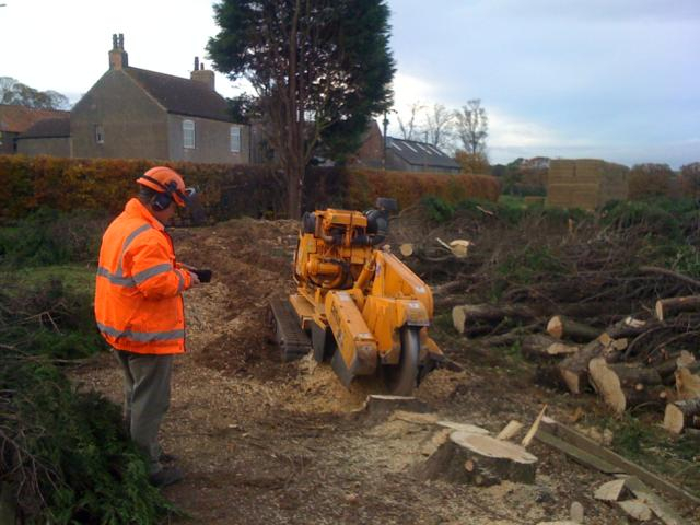 tree-stump-removal-d